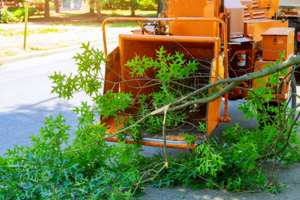 How Our Tree Care Process Works  in  Taunton, MA